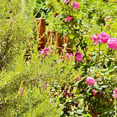 Apartment Spacious & Cozy Apartment, With Big Yard, In *